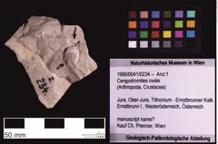 Foto (Objekt + Etiketten) von Cengodromites ovale (NHMW-GEO-1990-0041-0234)